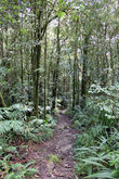 Дорожка через влажный тропический лес у подножия горы