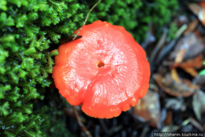 Красный гриб Штат Сабах, Малайзия