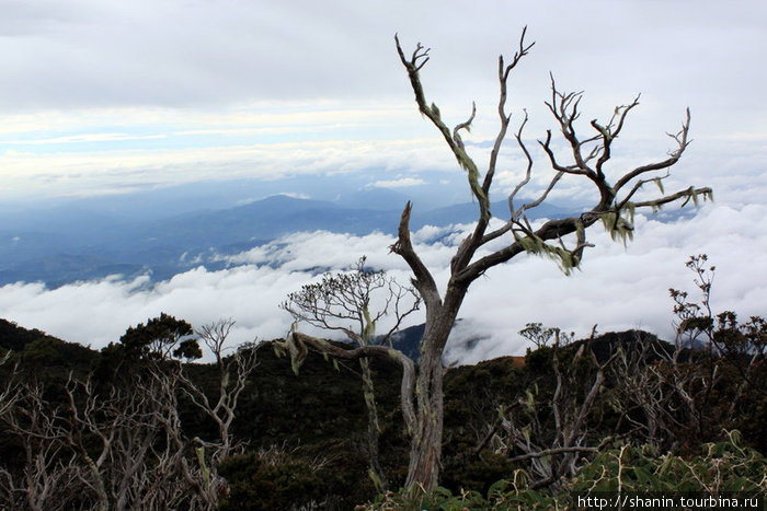 Сухое дерево на склоне над облаками Штат Сабах, Малайзия