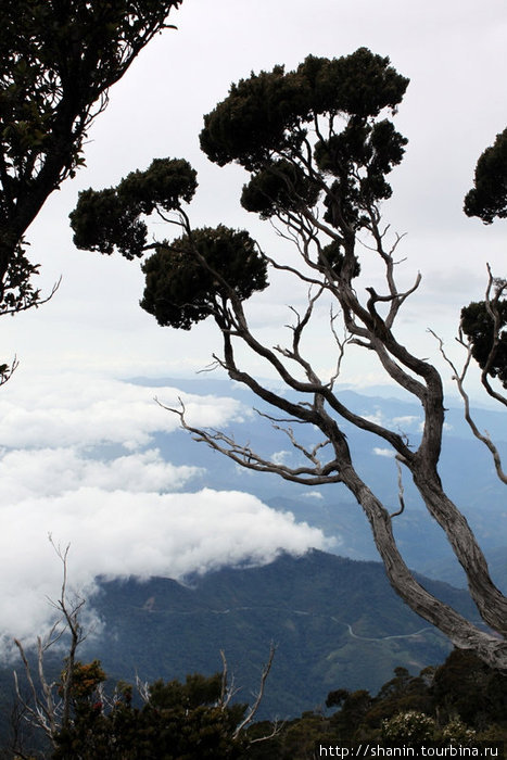 Деревья и облако Штат Сабах, Малайзия