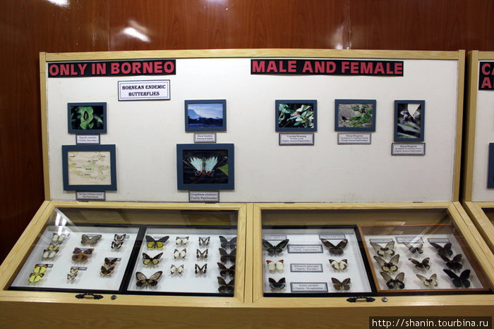 Витрина с тропическими бабочками в музее Кампонг-Поринг, Малайзия