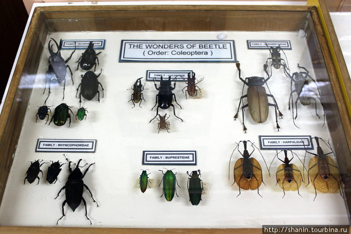 Огромные и гигантские насекомые Борнео Кампонг-Поринг, Малайзия