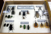 Огромные и гигантские насекомые Борнео