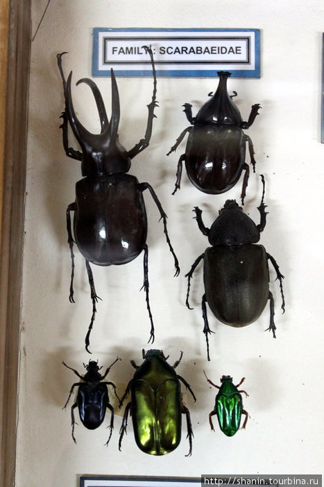 Образцы жуков с Борнео Кампонг-Поринг, Малайзия