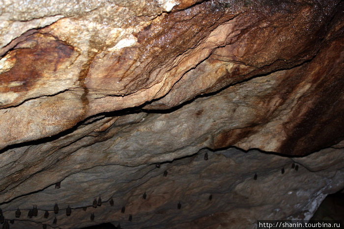Летучие мыши спят, прикрепивших к своду пещеры. Кампонг-Поринг, Малайзия