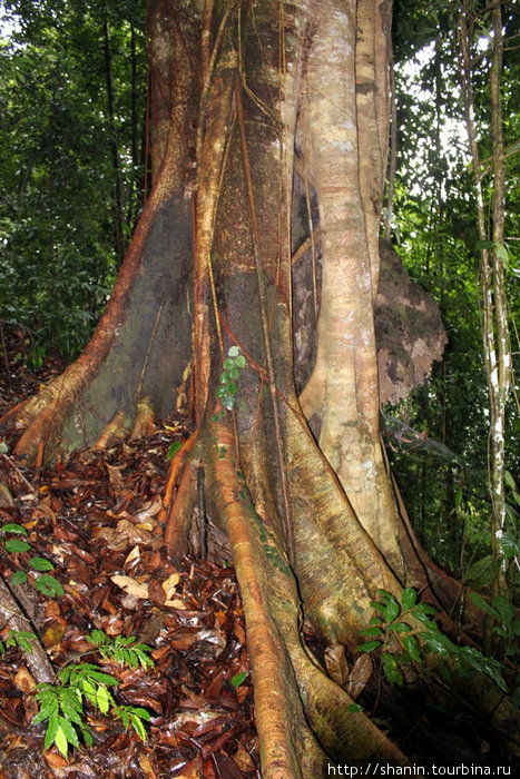 Дерево и корни Кампонг-Поринг, Малайзия