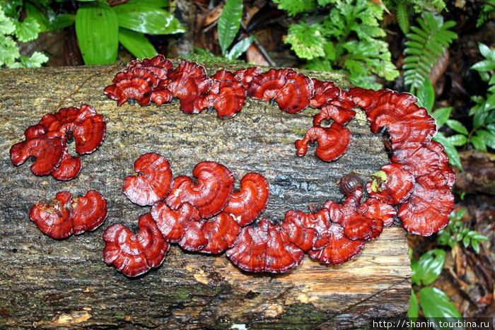 Древесные грибы Кампонг-Поринг, Малайзия