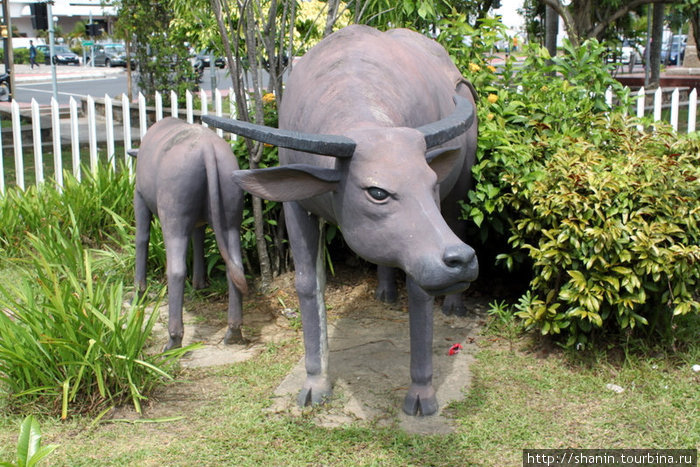 Скульптурная композиция — буйволы Кота-Кинабалу, Малайзия