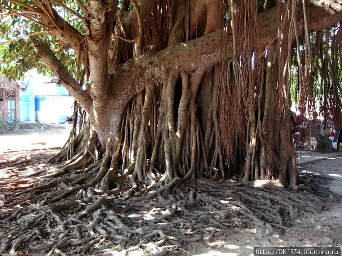 дерево около входа в пещеру Матансас, Куба
