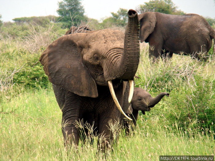 Африканский слон — самое большое млекопитающее земли. Самец может вырасти до устрашающих размеров — 4 метра и весом около 6 тонн! Самки несколько меньше, от 2,5 до 3 местров высотой и  около 3 тонн. Национальный парк Крюгер, ЮАР