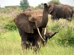 Африканский слон — самое большое млекопитающее земли. Самец может вырасти до устрашающих размеров — 4 метра и весом около 6 тонн! Самки несколько меньше, от 2,5 до 3 местров высотой и  около 3 тонн.