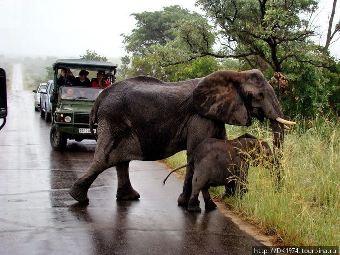Мужские и женские особи имеет бивни. У взрослых слонов, бивни весят от 50 до 60 кг, но бывают и 90 кг. Сила величественного животного, огромный размер и высота всегда захватывали воображение человека. Национальный парк Крюгер, ЮАР