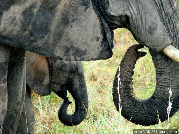 У слонов продолжительность жизни от 60 до 70 лет. Некоторые особенности слонов очень напоминают человека, а именно, они помнят предыдущий опыт и способны использовать эти знания. Национальный парк Крюгер, ЮАР