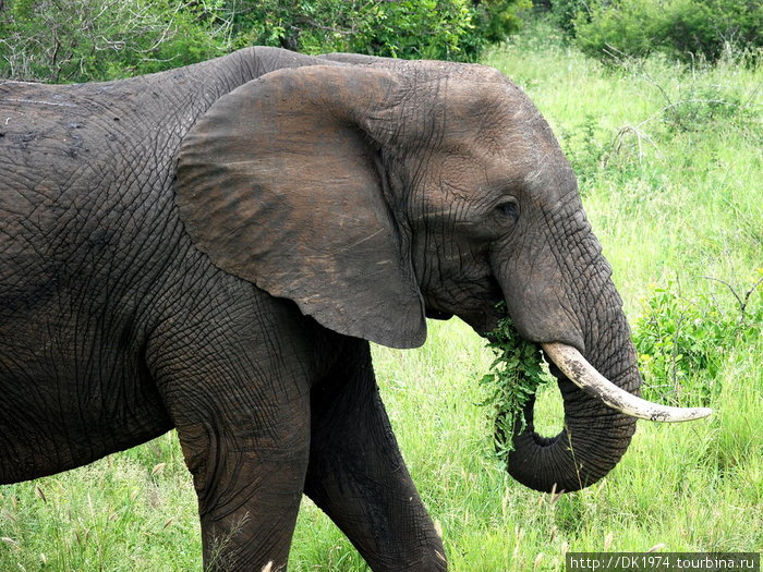 В семействе слонов — матриархат. Крупная самка беспокоится и защищает свое семейство. Взрослые слоны обычно путешествуют одни или в маленьких группах. Самки производят потомство каждые 3-4 года. Национальный парк Крюгер, ЮАР