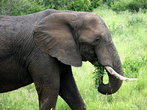 В семействе слонов — матриархат. Крупная самка беспокоится и защищает свое семейство. Взрослые слоны обычно путешествуют одни или в маленьких группах. Самки производят потомство каждые 3-4 года.