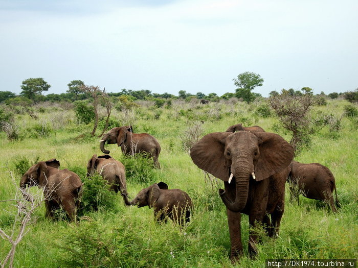 Новорожденные слонята имеют средний вес 100 кг. Также странное сходство с людьми, что для семейства слонов рождение слоненка радостное событие, все взрослые слоны заботятся о новорожденном. Национальный парк Крюгер, ЮАР