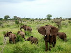 Новорожденные слонята имеют средний вес 100 кг. Также странное сходство с людьми, что для семейства слонов рождение слоненка радостное событие, все взрослые слоны заботятся о новорожденном.