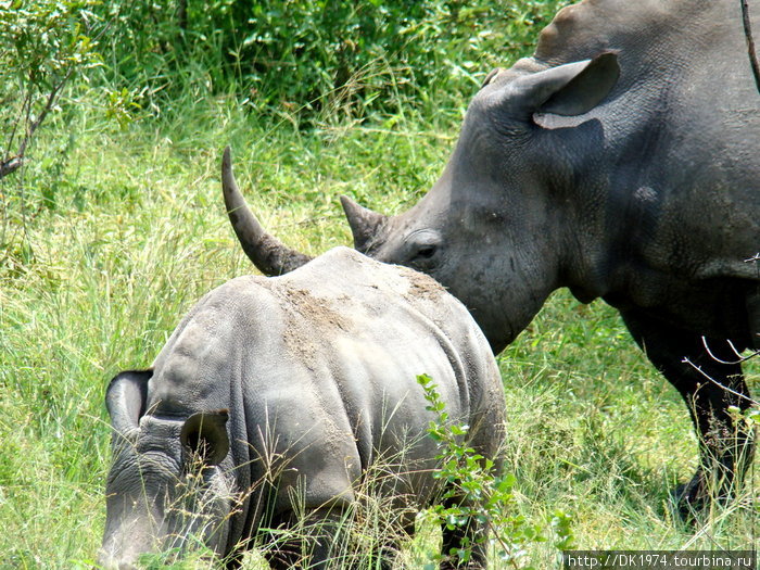 Белый носорог — самое большое млекопитающее земли после слона. Это — животное с доисторических времен практически не изменилось, миллионы лет назад, оно уже бродило по суше. Национальный парк Крюгер, ЮАР
