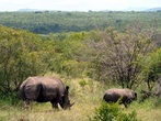 Однако, не стоит его раздражать, а иначе вам непозавидуешь, если вы окажетесь лицом к лицу с 2400 — килограммовым животным! Также, в отличие от черного носорога, белый носорог больше зависит от воды.