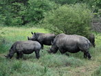 И черные и белые носороги издают похожие звуки. Они ревут, фыркают, хрюкают, вопят когда испуганы и могут также рычать.