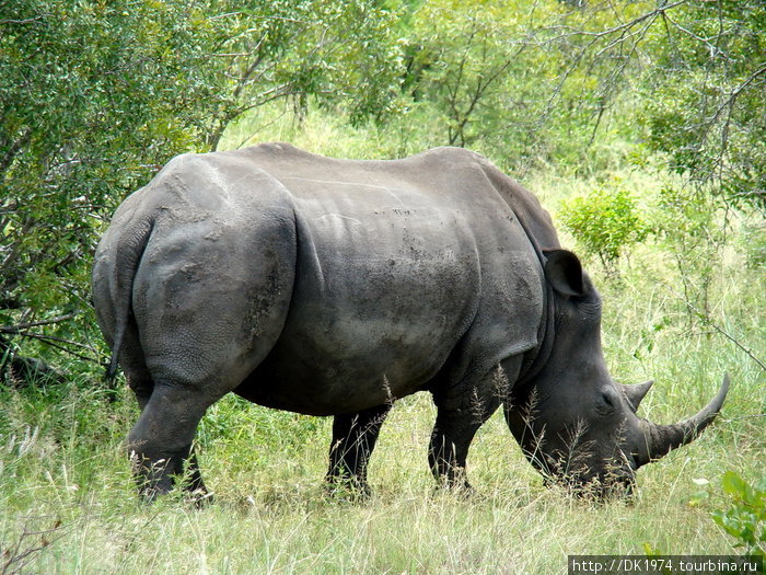 Носороги, подобно большинству толстокожих, любят валяться в грязных водоемах, т.к. грязь сохраняет кожу в прохладе и защищает от паразитов. Национальный парк Крюгер, ЮАР