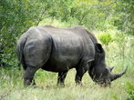 Носороги, подобно большинству толстокожих, любят валяться в грязных водоемах, т.к. грязь сохраняет кожу в прохладе и защищает от паразитов.