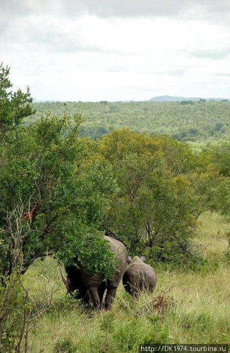 Во время самых засушливых перодов они ищут защиту под деревьями и высокими кустарниками. Южноафриканские власти борятся с браконьерами, пытаясь сохранить носорогов от истребления. Национальный парк Крюгер, ЮАР