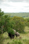 Во время самых засушливых перодов они ищут защиту под деревьями и высокими кустарниками. Южноафриканские власти борятся с браконьерами, пытаясь сохранить носорогов от истребления.