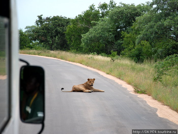 Лев — самый большой и наиболее мощный хищник в Африке, — король джунглей. Это великолепное плотоядное животное всегда очаровывало человечество. Национальный парк Крюгер, ЮАР