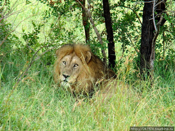 Львы —  охотники, убивают и питаются любыми животными. Его добыча — главным образом импалы, зебры, антилопы, но может охотиться и на более опасных животных — буйволы, гиппопотамы, жирафы и носороги. Национальный парк Крюгер, ЮАР