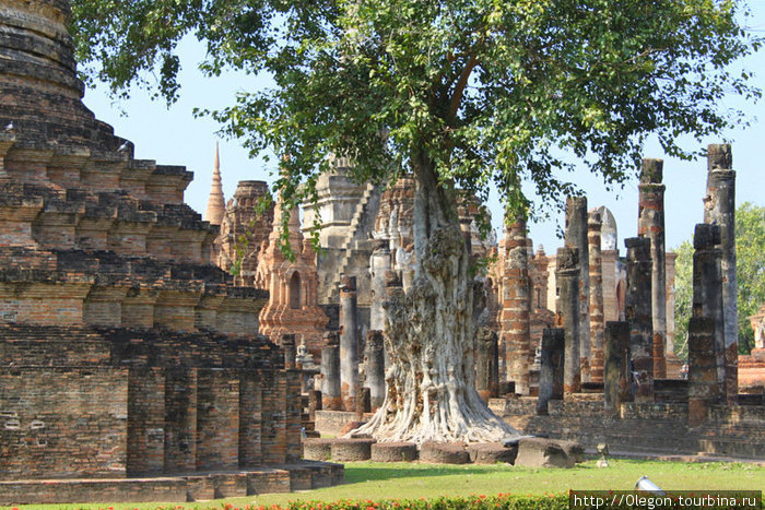 Древние камни зарастают деревьями Сукхотай, Таиланд