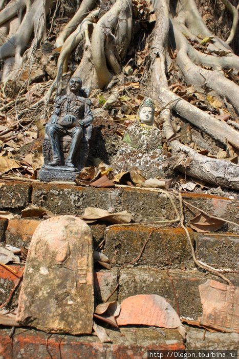 Корни старых деревьев обнимают камни Сукхотай, Таиланд