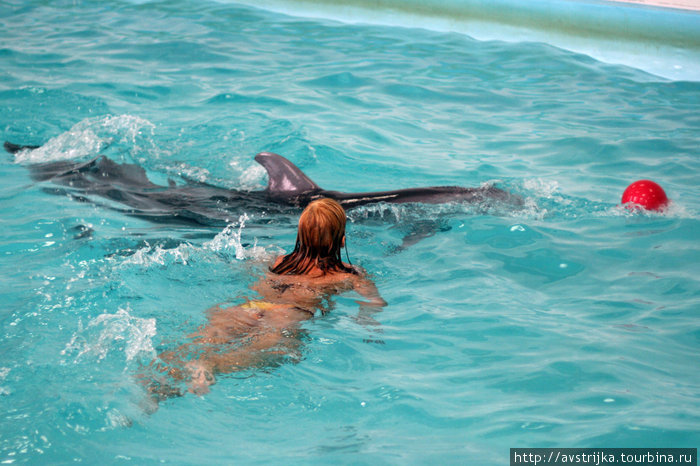 Дельфинотерапия или плавание с дельфинами Москва, Россия