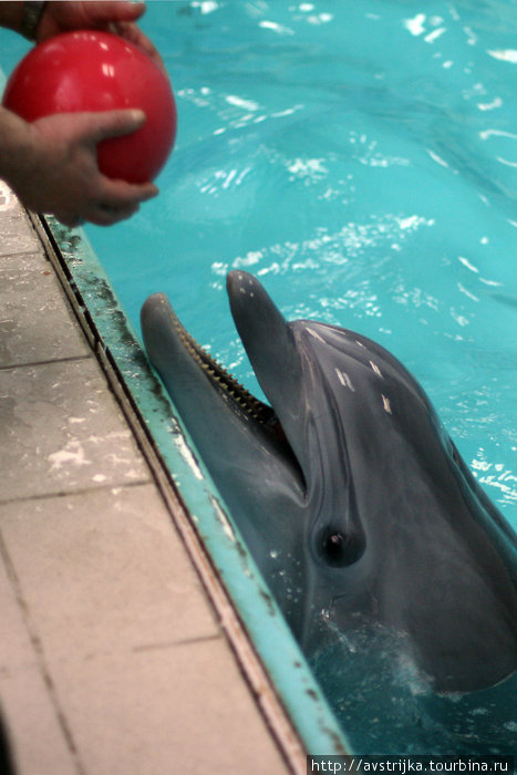 Дельфинотерапия или плавание с дельфинами Москва, Россия