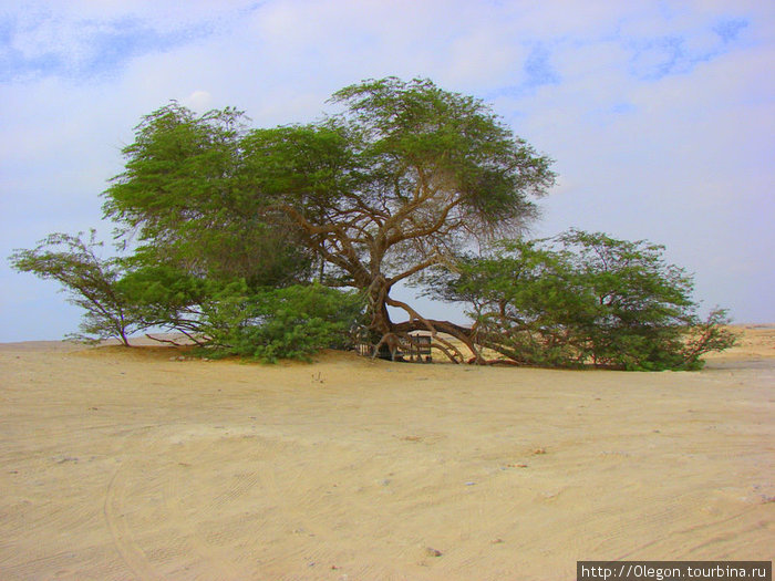 Дерево жизни, растёт одиноко среди пустыни Бахрейн