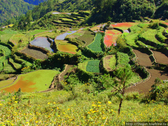 Живописные картины видны с автобуса, мимо проносятся вот такие цветные рисовые поля Сагада, Филиппины
