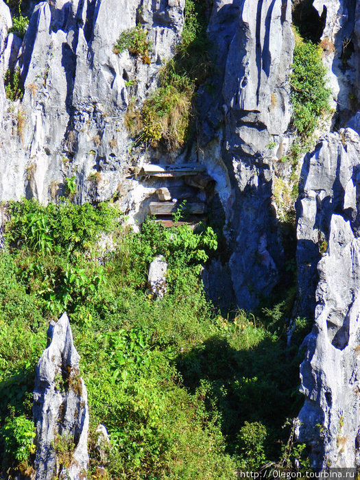 Вход в пещеру зарос деревьями Сагада, Филиппины