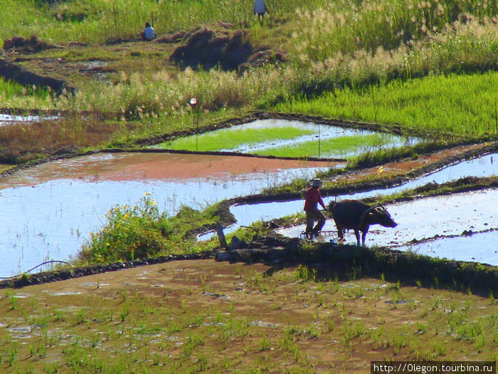 Работа на рисовом поле Сагада, Филиппины