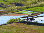 Работа на рисовом поле
