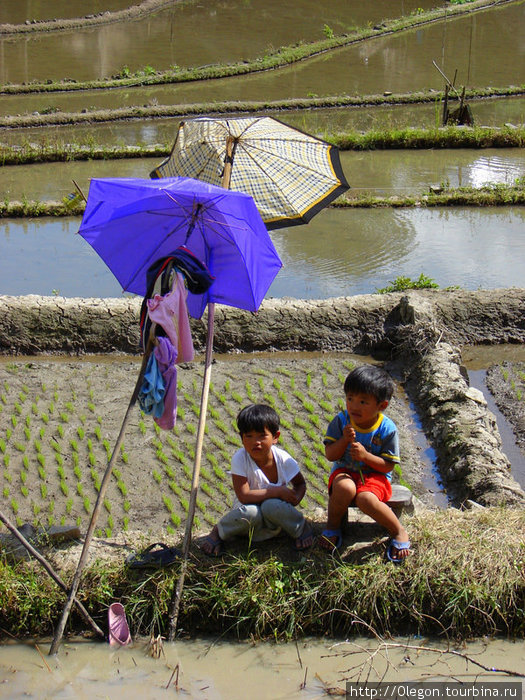 С самого детства на поле Банауэ Рисовые Террасы, Филиппины