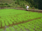 Молодые ростки риса
