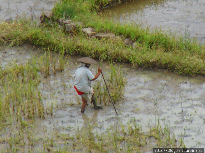 Выращивать рис- работа не из лёгких Банауэ Рисовые Террасы, Филиппины