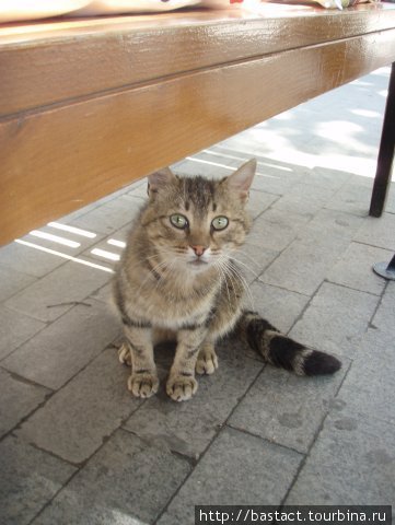 Котя ждет сметанку Одесса, Украина