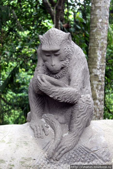 Грустная обезьяна Убуд, Индонезия