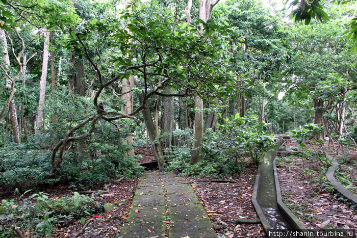 Так выглядит лес в Лесу обезьян Убуд, Индонезия