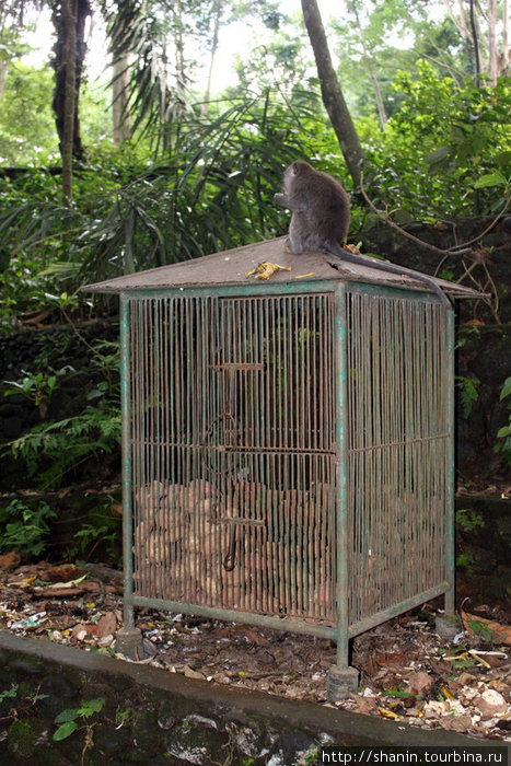 Кокосы — в клетке, обезьяна — снаружи Убуд, Индонезия