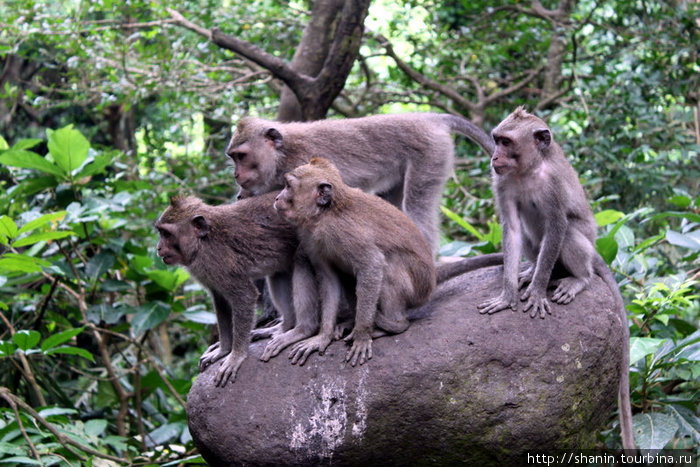 Увлеченные зрелищем обезьяны Убуд, Индонезия