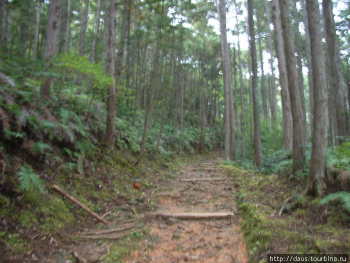 Тропа для паломников в Коя-сан Префектура Вакаяма, Япония
