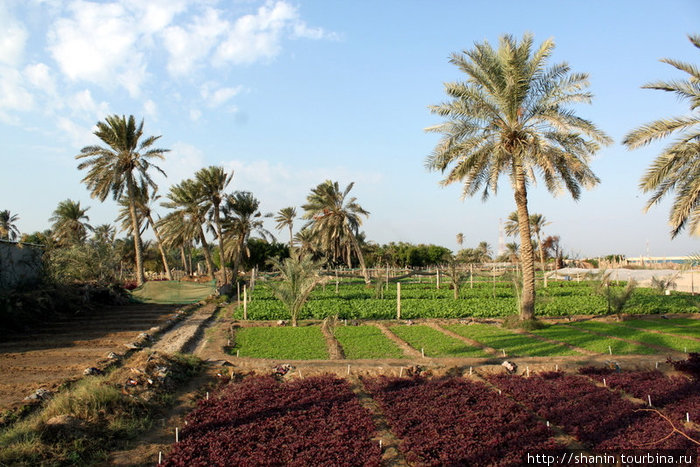 Огород и пальмы Столичная мухафаза, Бахрейн