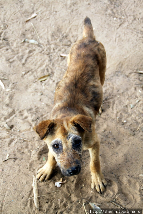 Дружелюбная собака Кампот, Камбоджа